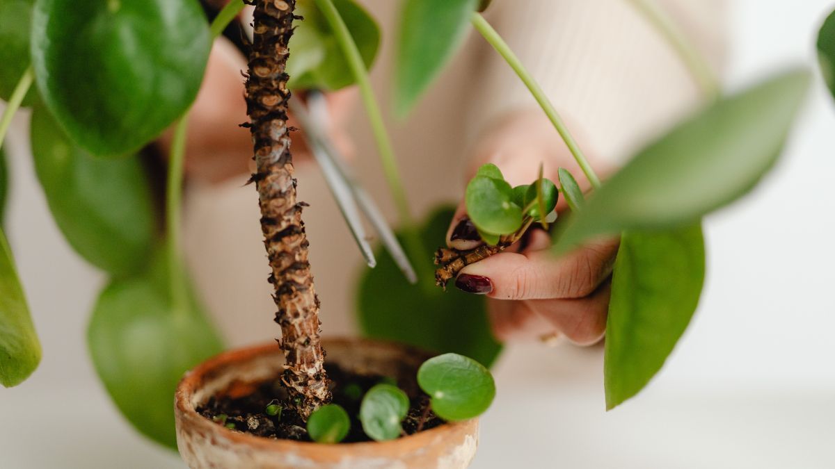 Hay las señales que permiten detectar plagas antes de que dañen la planta.
