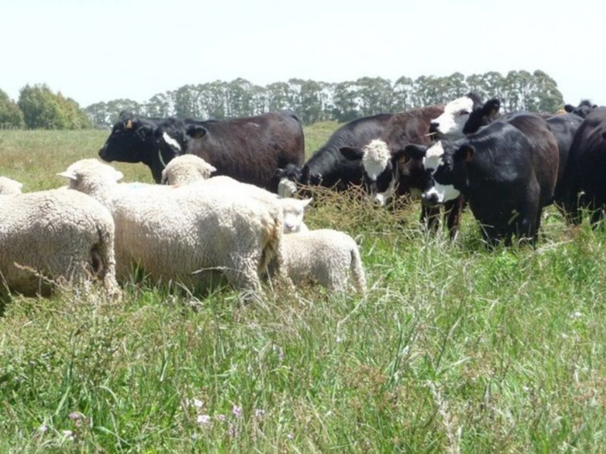 Nueva Zelanda quiere poner un impuesto a los eructos de vacas y ovejas