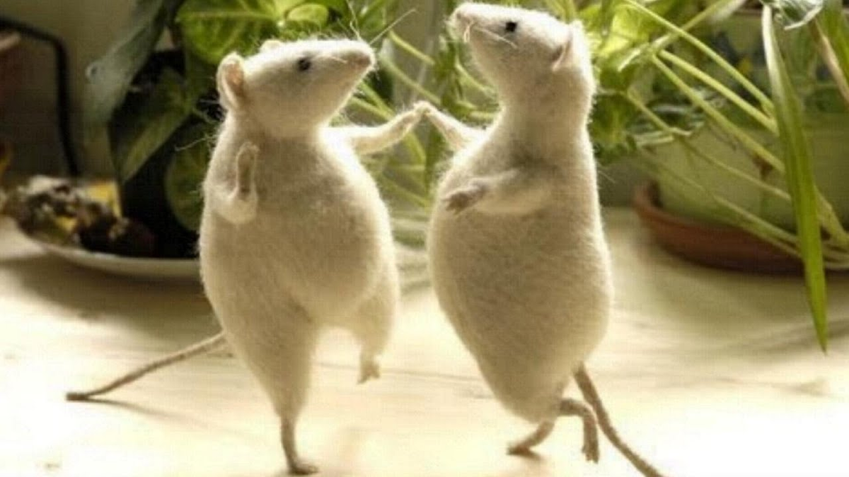 Qué significa la frase cuando el gato no está