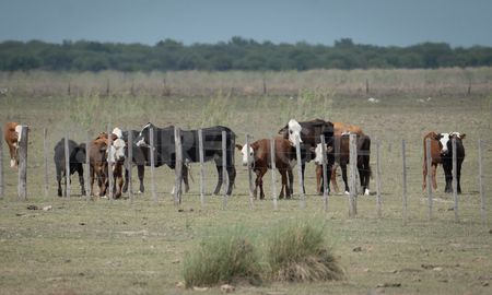 La medida buscaestimular la producción y asegurar el normal abastecimiento interno. La medida buscaestimular la producción y asegurar el normal abastecimiento interno.