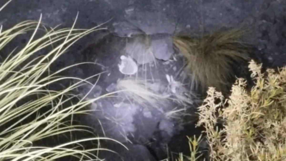 Tras una investigación en la zona se encontró un cráneo