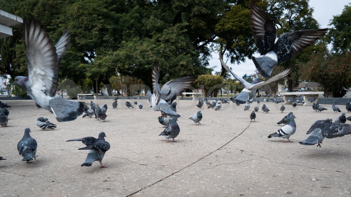 Rafaela les declaró la guerra a las aves que invaden la ciudad y puso en marcha una serie de estrategias para expulsarlas del microcentro.