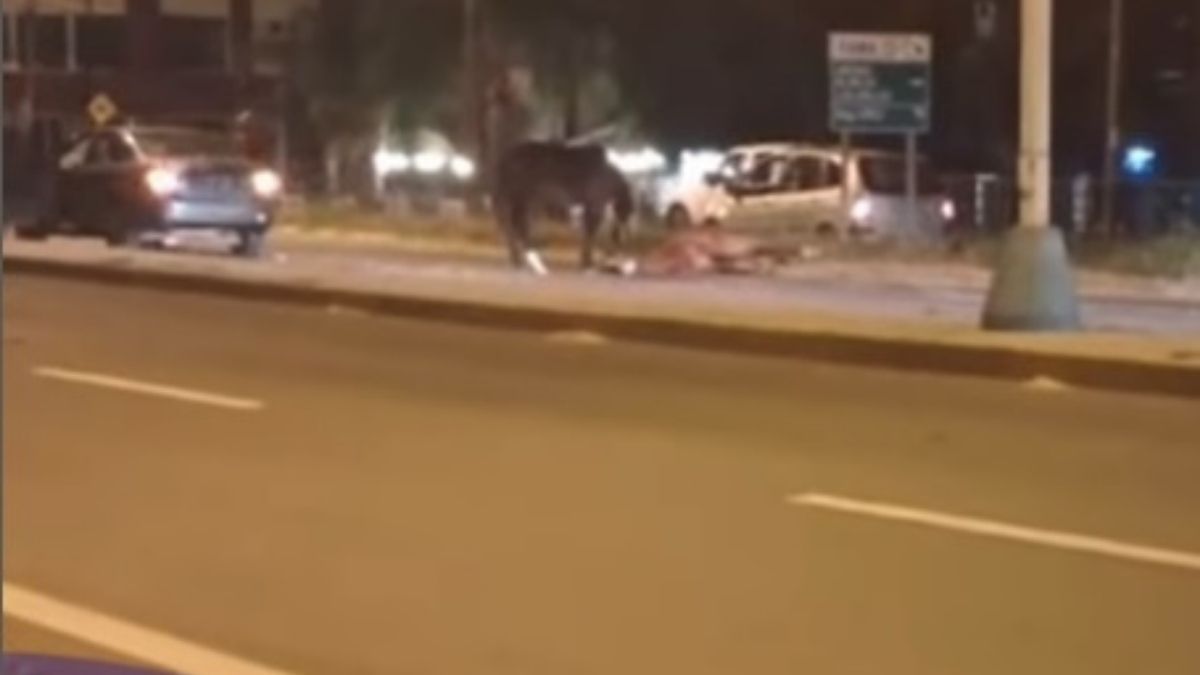 Triste: tras un accidente en la ruta 1 murió una yegua y su potrillito se quedó unos instantes a su lado. Foto gentileza Telecable Digital