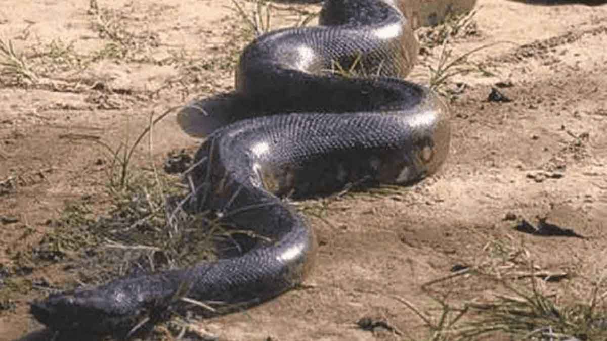 Video: se encuentra frente a frente con enorme anaconda y esto pasó