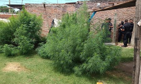 El hallazgo se produjo en los patios de tres viviendas El hallazgo se produjo en los patios de tres viviendas