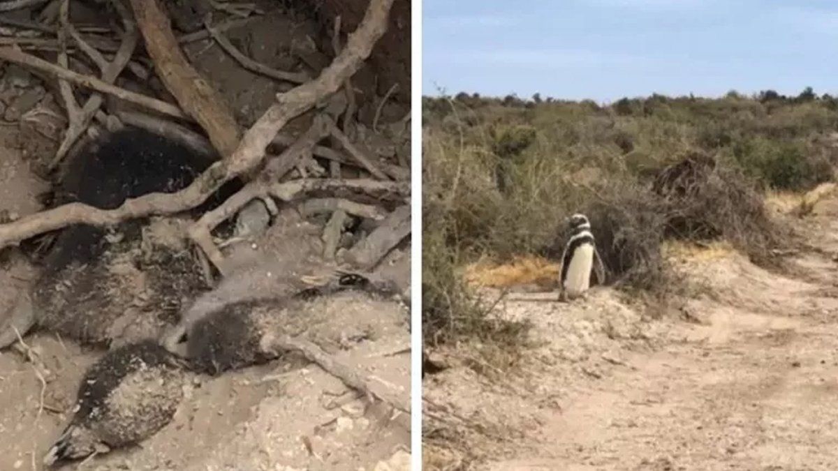 Denuncian en Chubut una matanza de 300 pichones de pingüinos y la destrucción de nidos