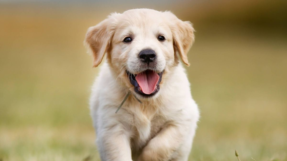 La raza de perro ideal para vos según tu signo