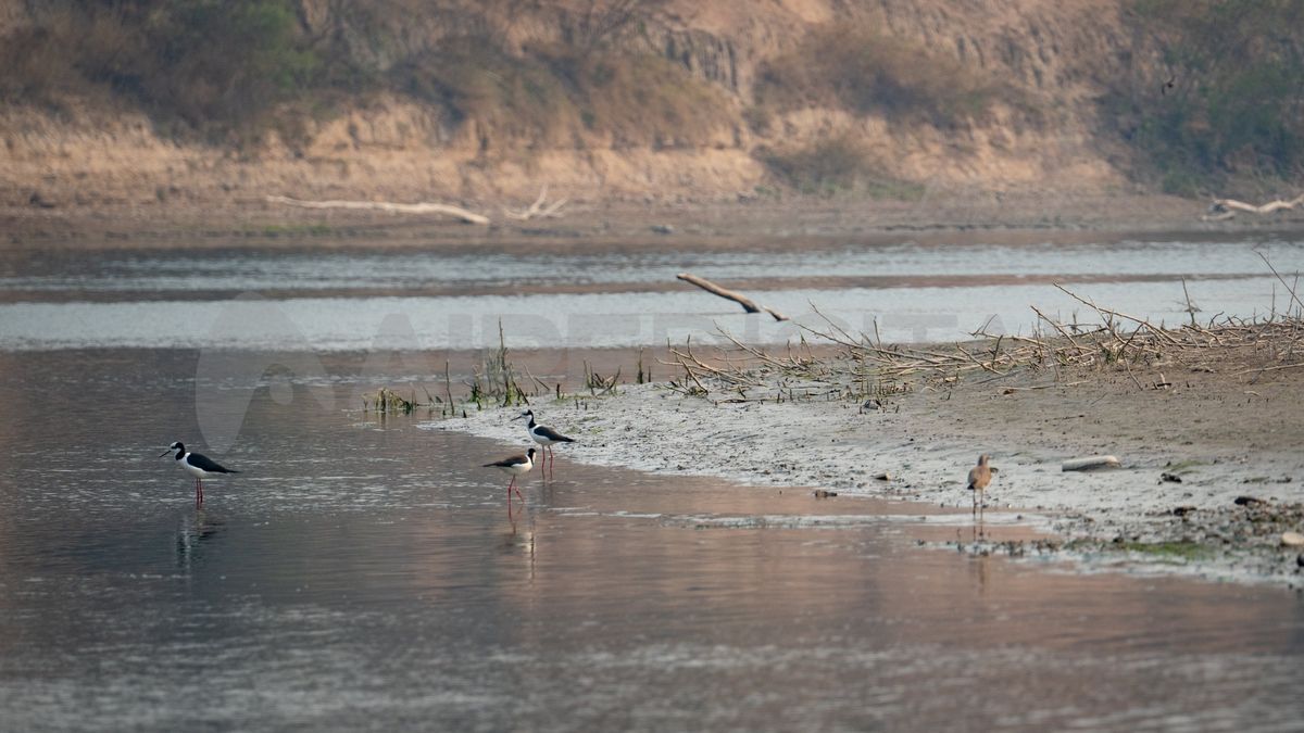 En primavera, las aves migratorias llegan a la región en busca de agua.
