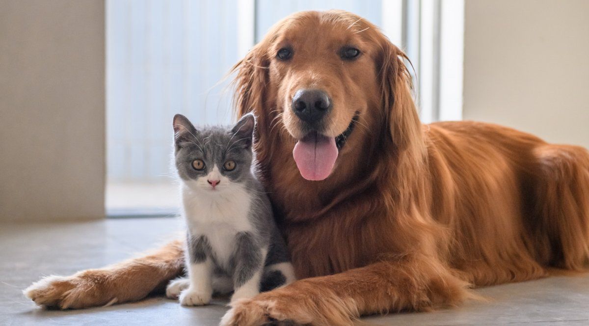 5 objetos peligrosos que pueden dañar la salud de tus mascotas