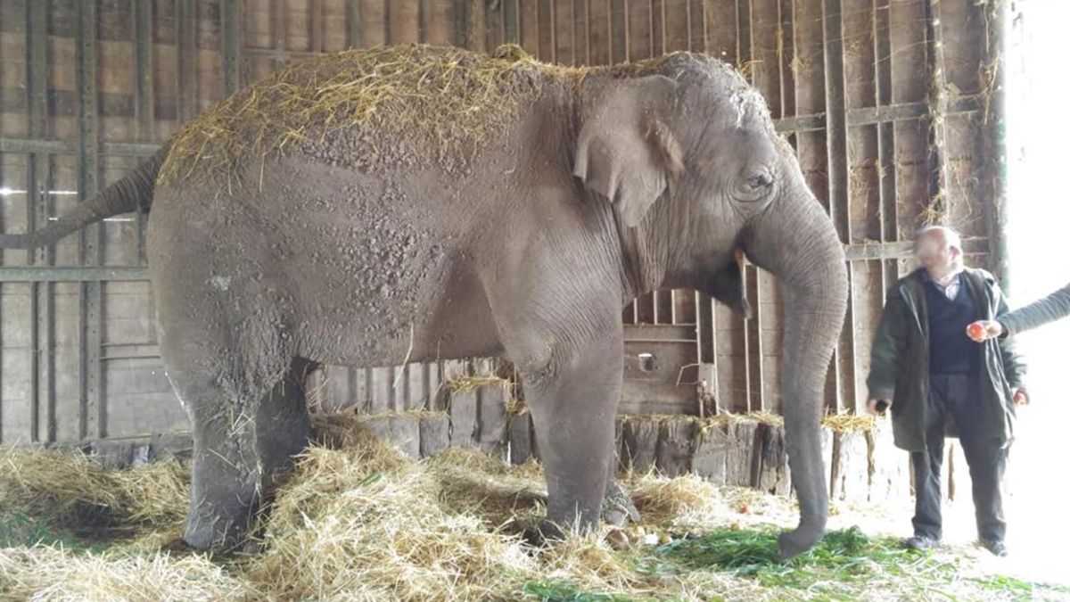 La elefanta Sharima murió el fin de semana último en el zoológico de Luján
