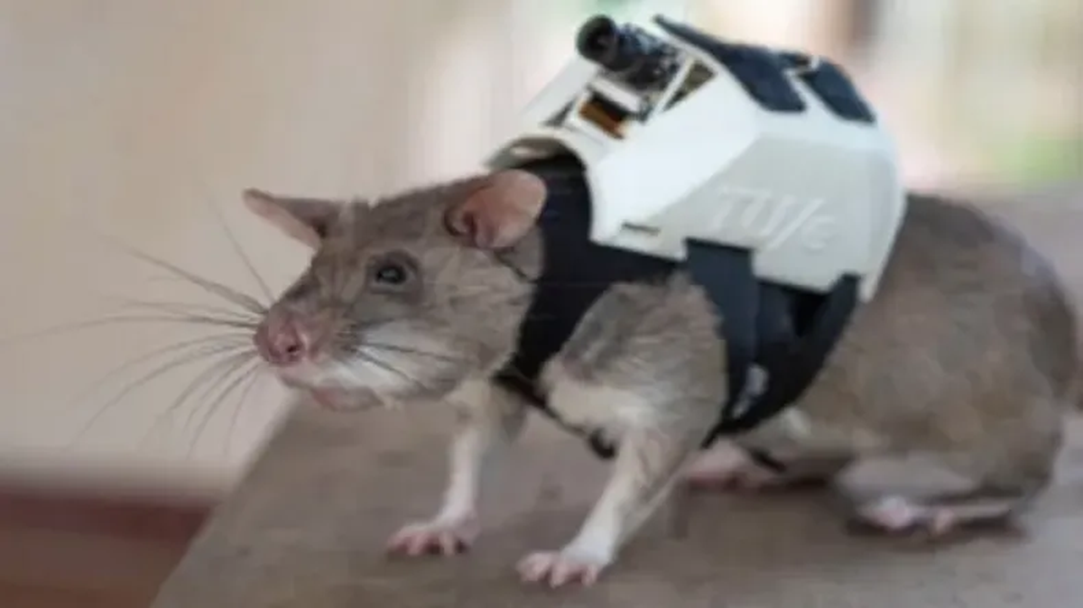 Estos pequeños roedores se encuentran especialmente entrenados para poder buscar a personas vivas que se encuentren bajo los escombros.