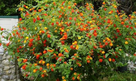 Estas plantas son fáciles de mantener y perfectas para sumar color sin esfuerzo. Estas plantas son fáciles de mantener y perfectas para sumar color sin esfuerzo.