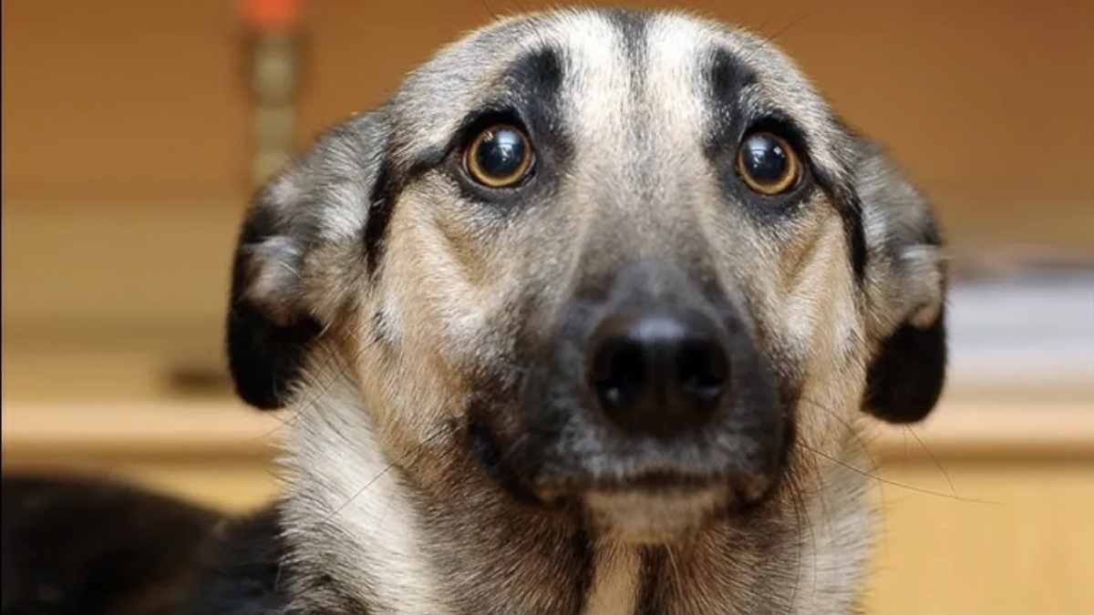 Explorá cómo ciertas acciones humanas afectan el bienestar psicológico de tu mascota.&nbsp;
