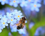 La flor que podés plantar en septiembre para llenar el jardín de abejas. La flor que podés plantar en septiembre para llenar el jardín de abejas.