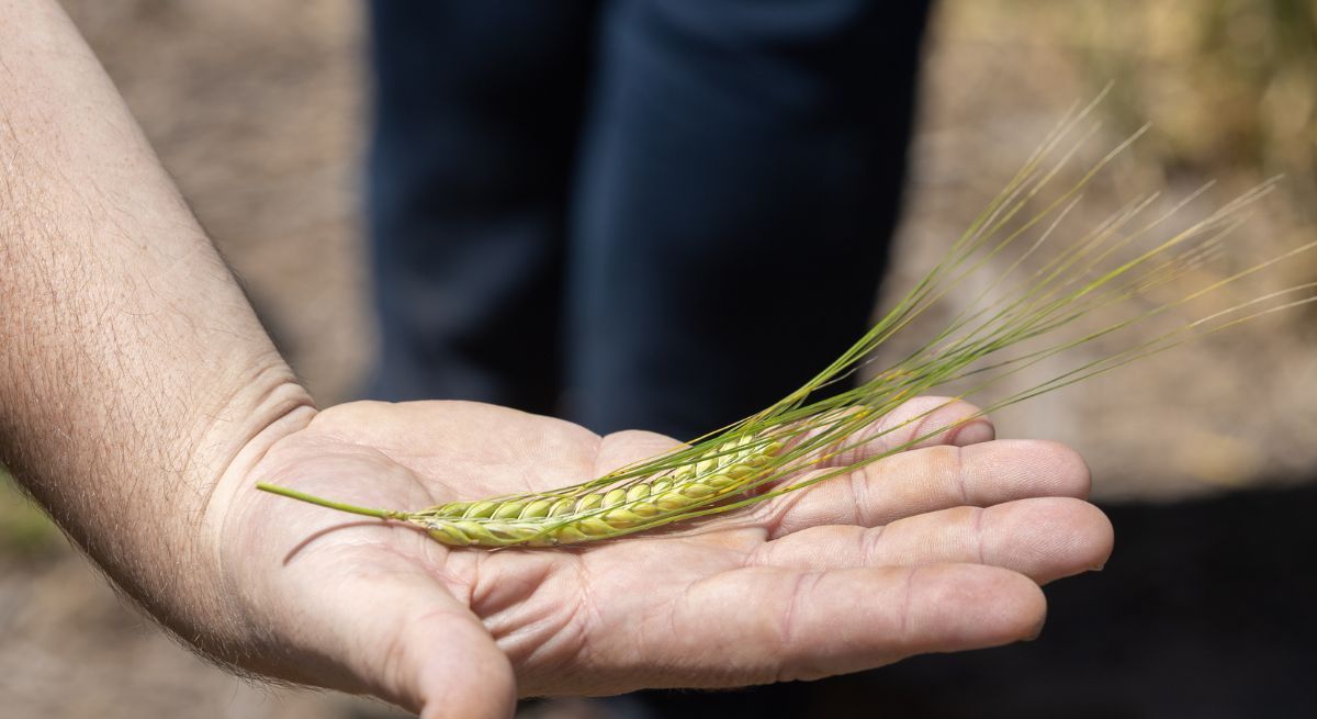 El trabajo en el campo tiene su reflejo en la calidad de las cervezas que CCU produce en el país. El trabajo en el campo tiene su reflejo en la calidad de las cervezas que CCU produce en el país.