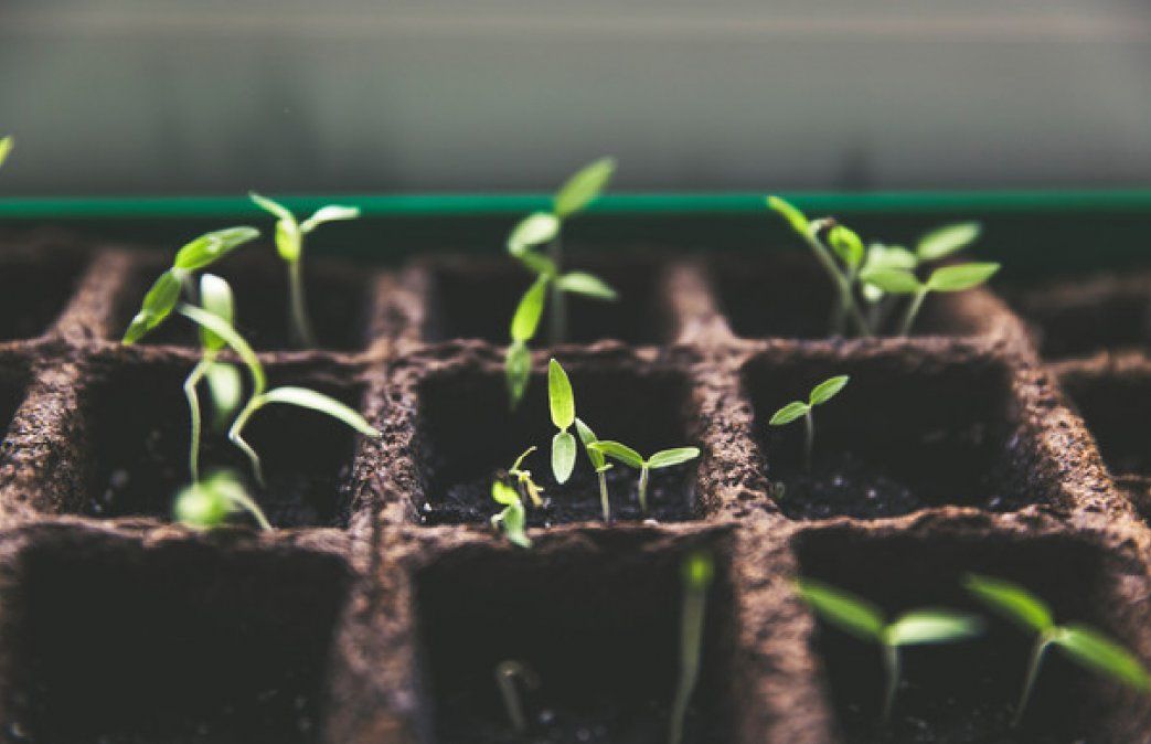 Beneficios de regar tus plantas por la noche