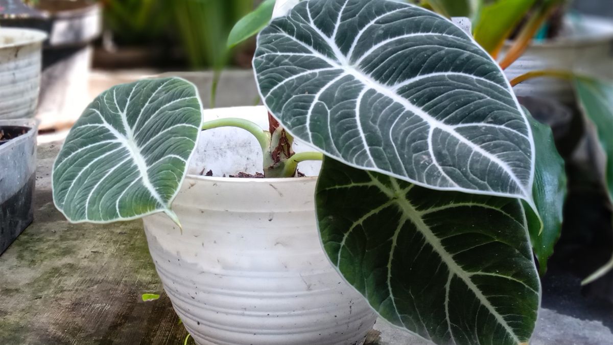 La Alocasia Black Velvet necesita mucha luz indirecta para mantener el color intenso de sus hojas.
