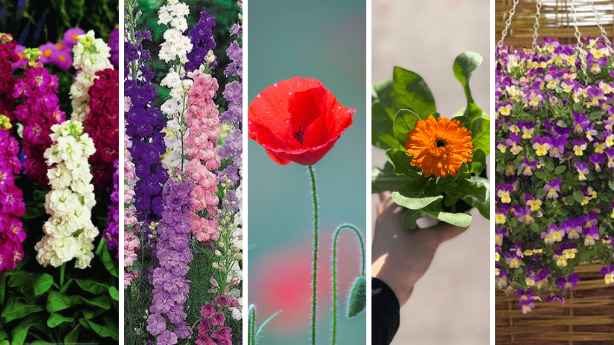 El combo ideal para tu balcón: alelíes, pueblo de caballeros, amapolas, caléndulas y pensamientos le darán color y vida a tu jardín en esta temporada. El combo ideal para tu balcón: alelíes, pueblo de caballeros, amapolas, caléndulas y pensamientos le darán color y vida a tu jardín en esta temporada.