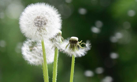 Diente de león: la planta con múltiples propiedades buenas para la salud