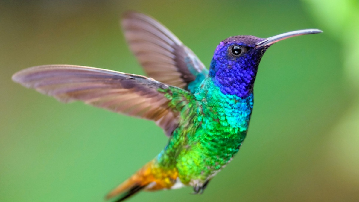 Qué significa que un colibrí te mire