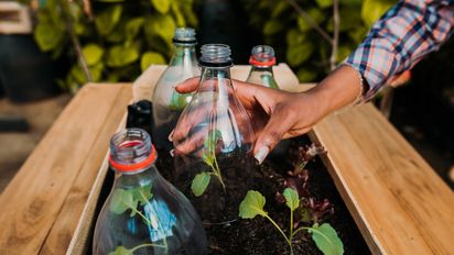 El truco con botellas recicladas para cultivar verduras y tener una mini huerta en casa