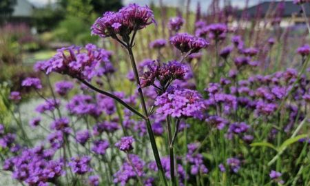 Sus flores pequeñas y abundantes llenan de vida balcones y jardines expuestos al sol. Sus flores pequeñas y abundantes llenan de vida balcones y jardines expuestos al sol.