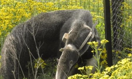 recuperan a un oso hormiguero que intentaron vender en redes sociales