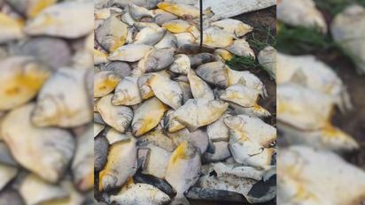 Aumento de palometas en la Laguna Setúbal: cuáles son los factores que provocan su aparición