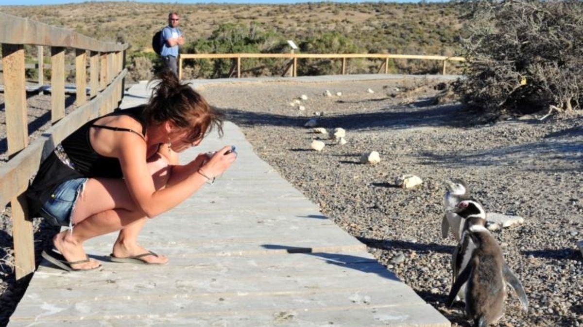 La Reserva Faunística Provincial Cabo Dos Bahías alberga a una de las colonias más importantes de pingüinos de Magallanes. La Reserva Faunística Provincial Cabo Dos Bahías alberga a una de las colonias más importantes de pingüinos de Magallanes.