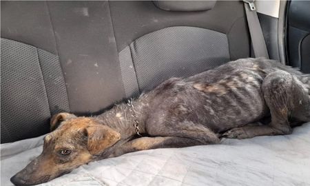 Una fiscal allanó una casa para salvar a un perro maltratado Una fiscal allanó una casa para salvar a un perro maltratado