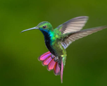 El increíble significado de que un colibrí entre a tu casa El increíble significado de que un colibrí entre a tu casa