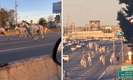 increible: decenas de caballos sueltos corrieron en avenida panamericana junto a los autos increible: decenas de caballos sueltos corrieron en avenida panamericana junto a los autos