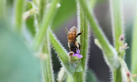 cuando la soja necesita ayuda: el rol inesperado de los insectos cuando la soja necesita ayuda: el rol inesperado de los insectos