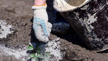Perfecto ayudante para mantener la salud de tus plantas Perfecto ayudante para mantener la salud de tus plantas