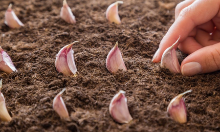 La planta de ajo. La planta de ajo.