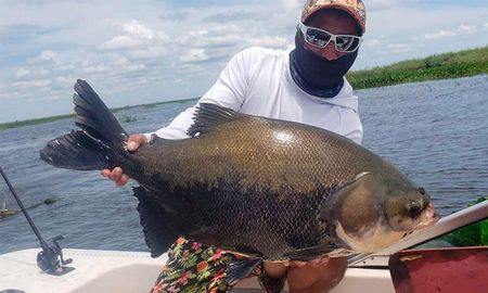 La aparición de un ejemplar de un tambaquí, pez similar al pacú de origen amazónico, sorprendió a pescadores que lo capturaron de aguas del Paraná en la localidad de Esquina, en Corrientes, y puso en alerta a los especialistas sobre el posible daño ecológico. La aparición de un ejemplar de un tambaquí, pez similar al pacú de origen amazónico, sorprendió a pescadores que lo capturaron de aguas del Paraná en la localidad de Esquina, en Corrientes, y puso en alerta a los especialistas sobre el posible daño ecológico.