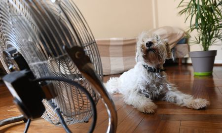 Al igual que las personas, los animales sufren de las altas temperaturas . Al igual que las personas, los animales sufren de las altas temperaturas .