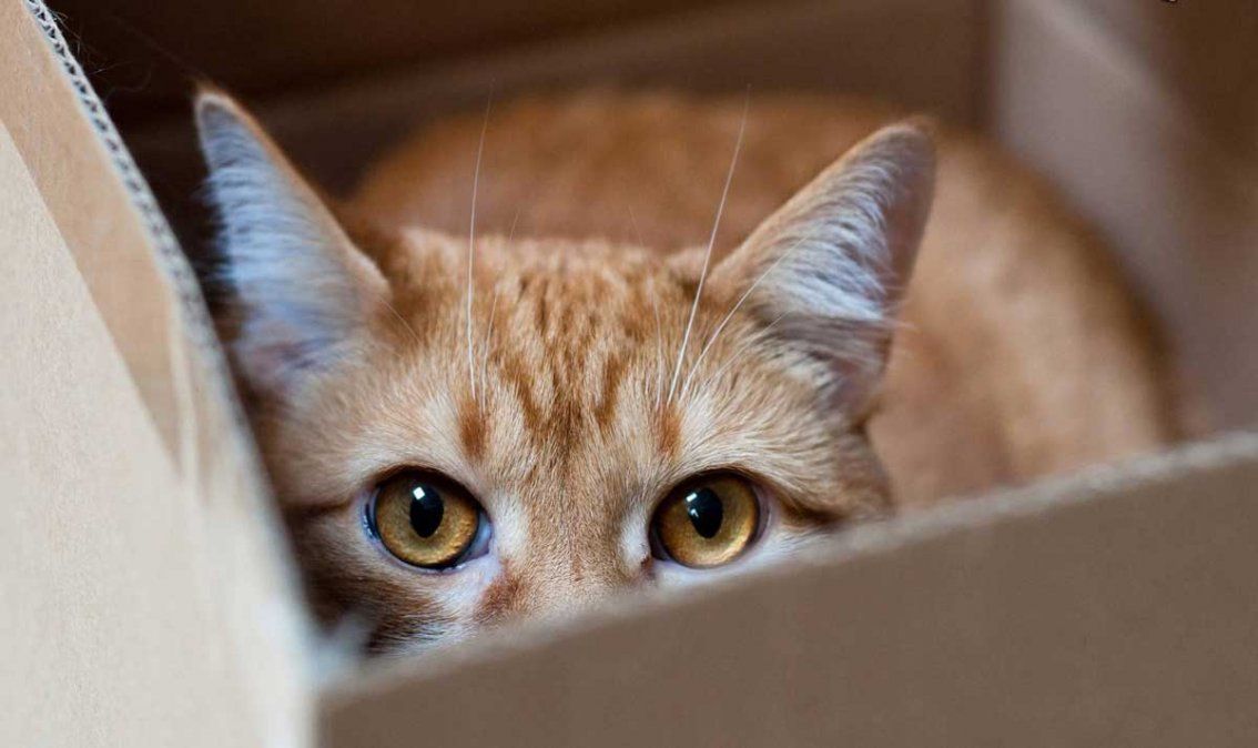 &iquest;Por qu&eacute; los gatos aman las cajas?