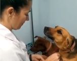 viral: la tierna mirada de un perro mientras lo curaba la veterinaria