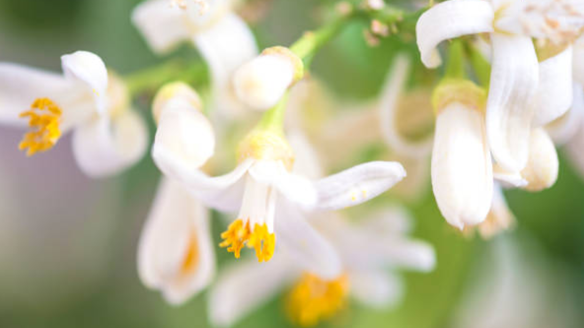 El truco de jardineros expertos para que el limonero florezca.