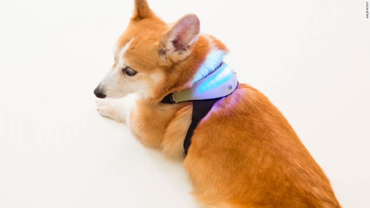 Se trata de una aplicaci&oacute;n que&nbsp;cruza la tecnolog&iacute;a con la inteligencia emocional de los&nbsp;perros, el cual te avisar&aacute; el estado de &aacute;nimo en el tel&eacute;fono celular.