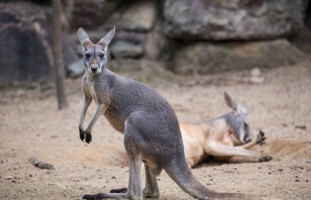 Desesperado, un canguro se metió en una pileta para escapar de los incendios de Australia