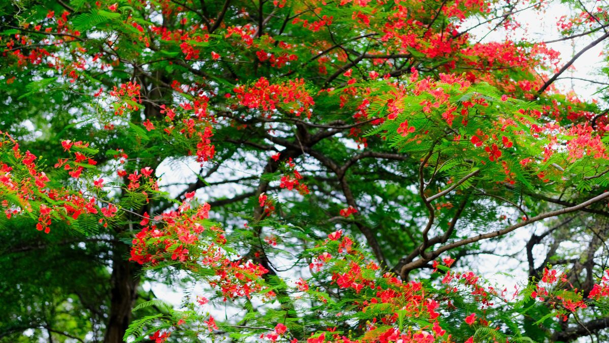 Antes de que aparezcan las hojas, este árbol se cubre de flores rosas y se roba todas las miradas.