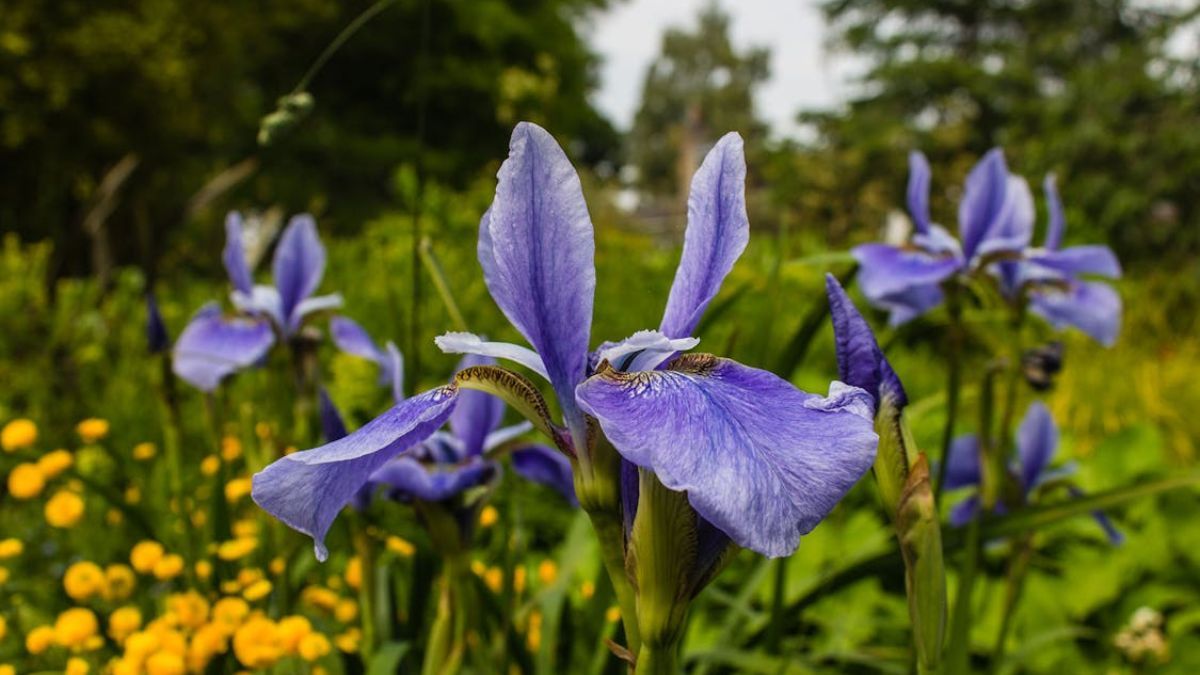 La atención diaria permite que las flores se mantengan durante todo el año. La atención diaria permite que las flores se mantengan durante todo el año.