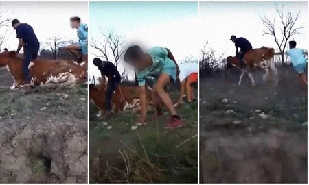 video indignante: cuatro jovenes apedrearon, patearon y montaron a una vaca video indignante: cuatro jovenes apedrearon, patearon y montaron a una vaca