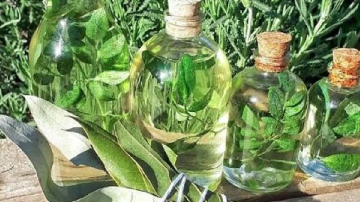 Preparar caña con ruda en casa es una tradición que crece año a año en todo el país. Preparar caña con ruda en casa es una tradición que crece año a año en todo el país.