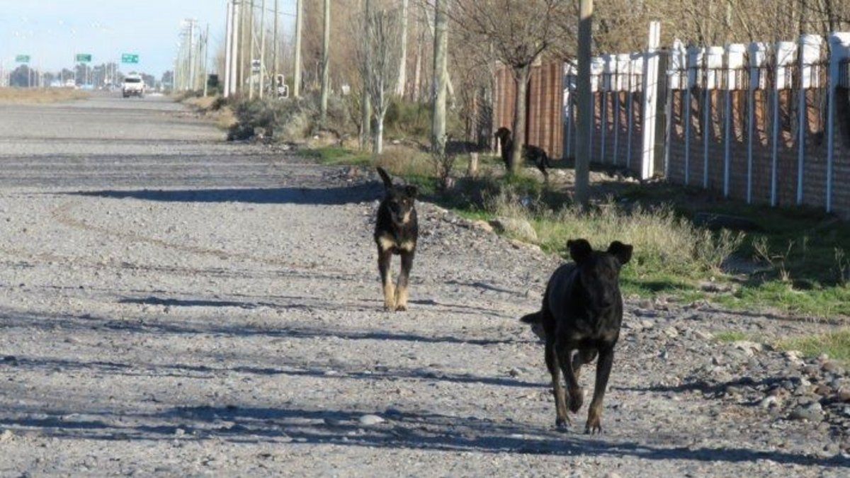 Florencia sufrió el ataque de siete animales que le causaron la muerte.