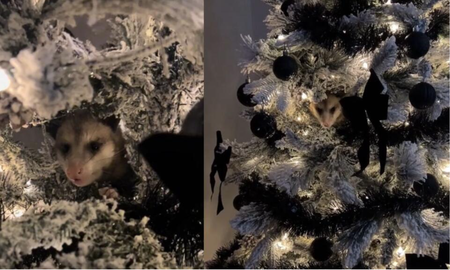 Viral: una mujer descubre una extraña criatura en su árbol de Navidad Viral: una mujer descubre una extraña criatura en su árbol de Navidad