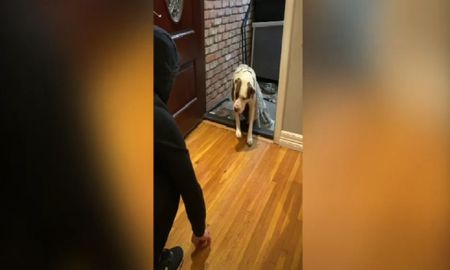 Video viral muestra cómo es la emocionante llegada de un perro callejero a su nueva casa. Video viral muestra cómo es la emocionante llegada de un perro callejero a su nueva casa.