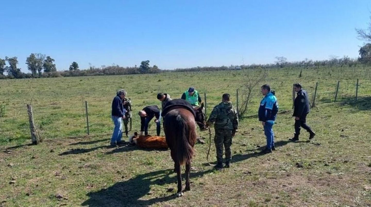 Además, encontraron más de 200 animales en estado de decaimiento. Los dueños fueron procesados por maltrato animal.